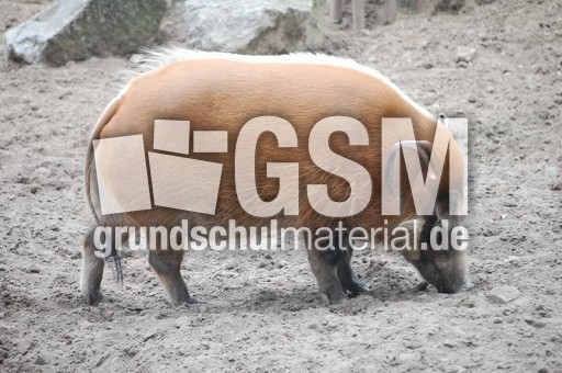 Pinselohrschwein.JPG